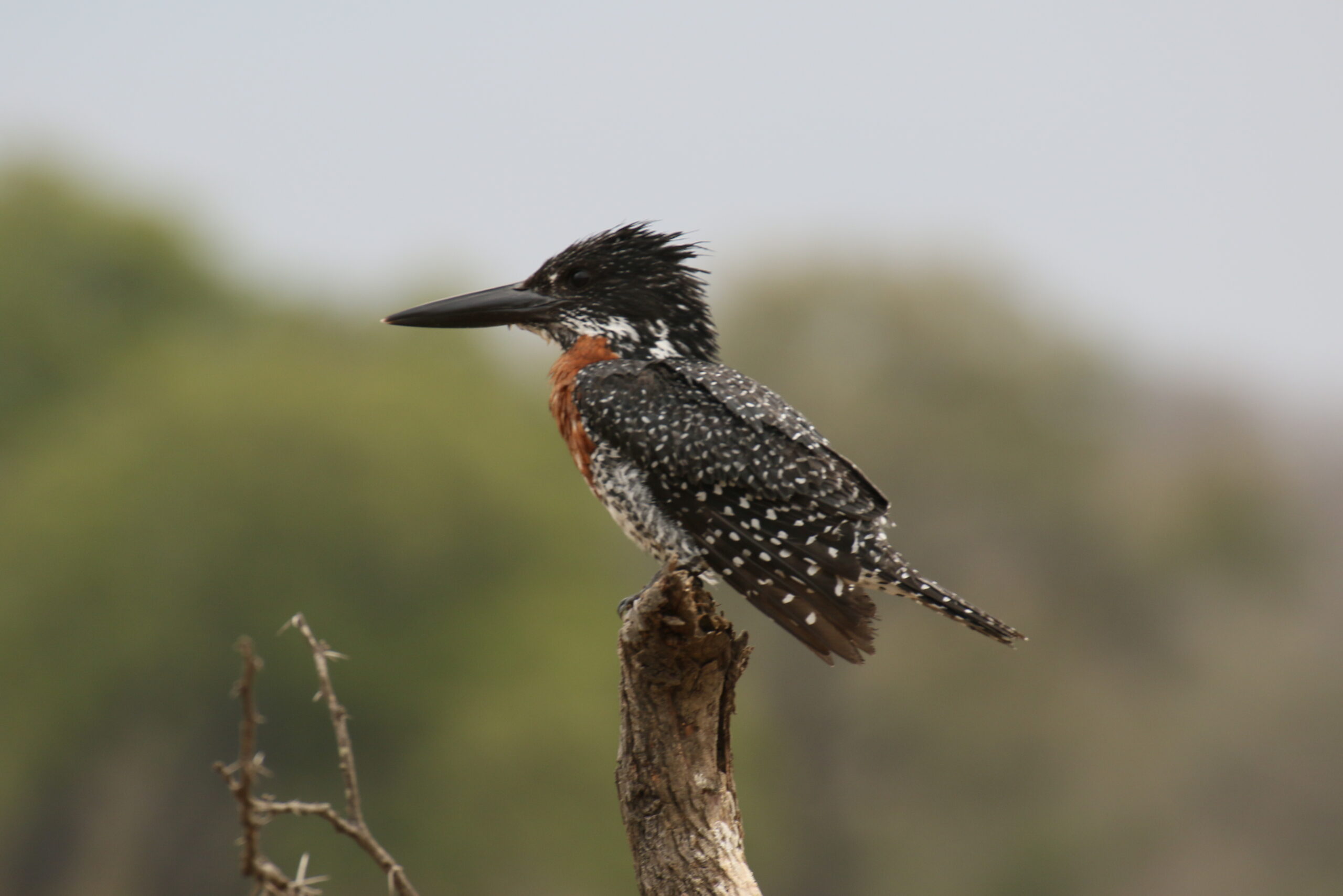 Birding with roots & Journeys