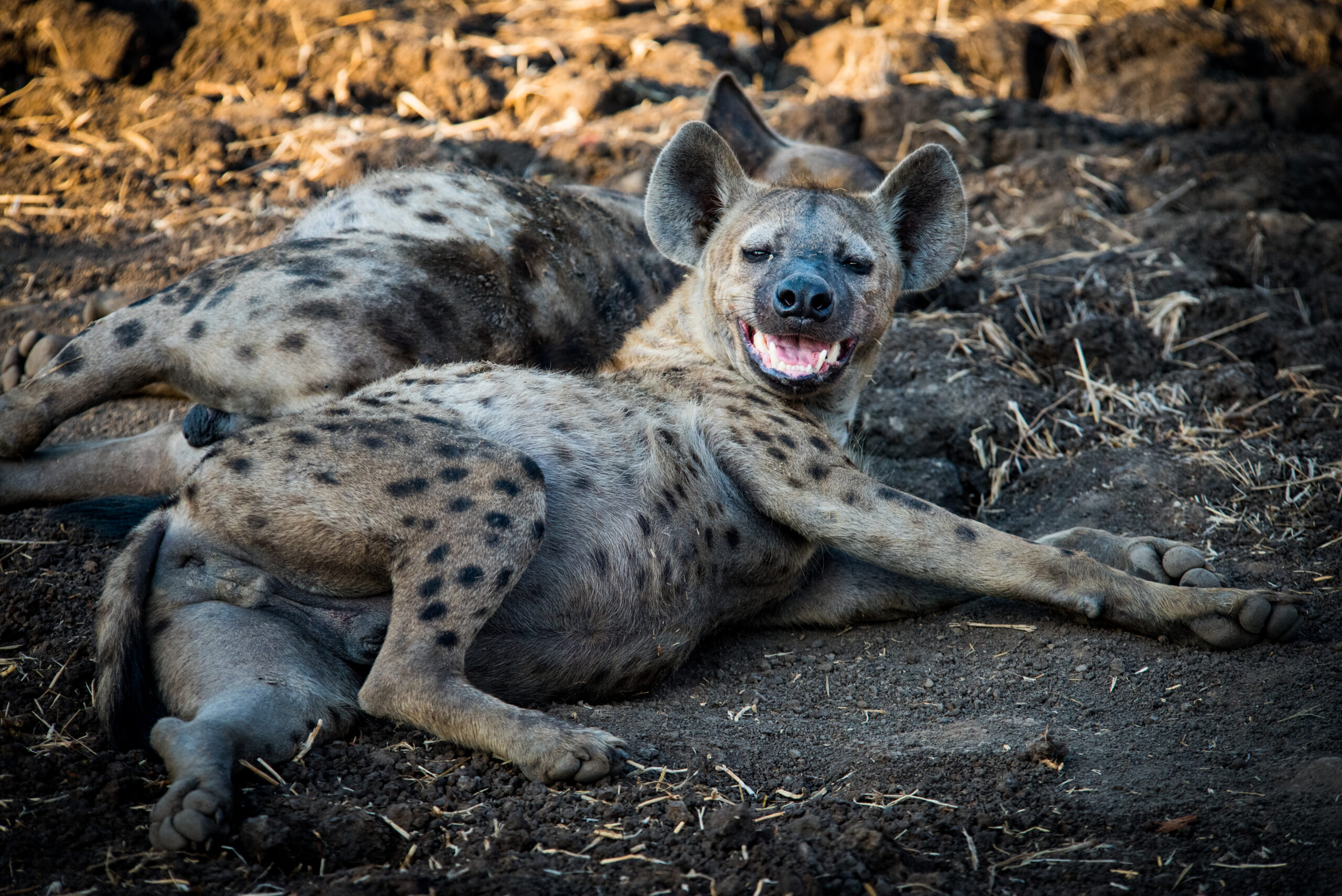 Spot Hyenas at Nokanyana