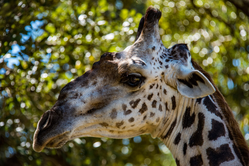 Giraffe luxury safari