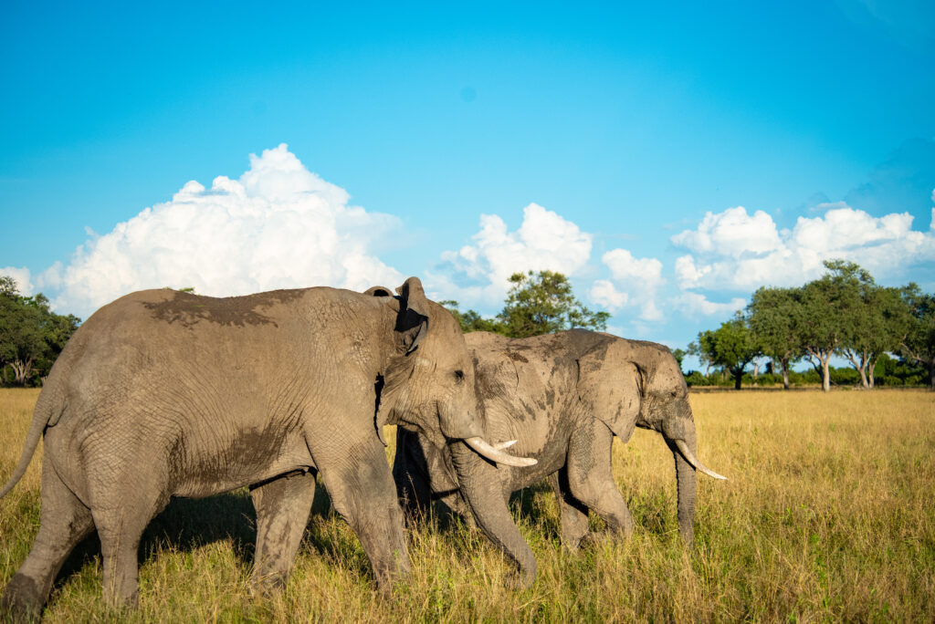 Herd of Elephants Nokanyana