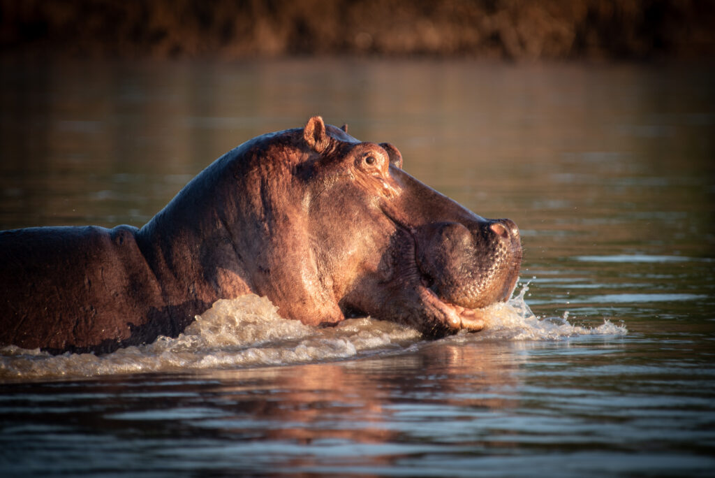 Wildlife in Botswana