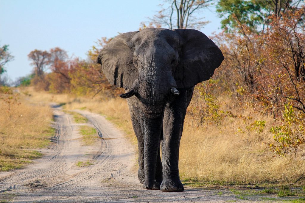 Nokanyana allows guests to get up close to Elephants