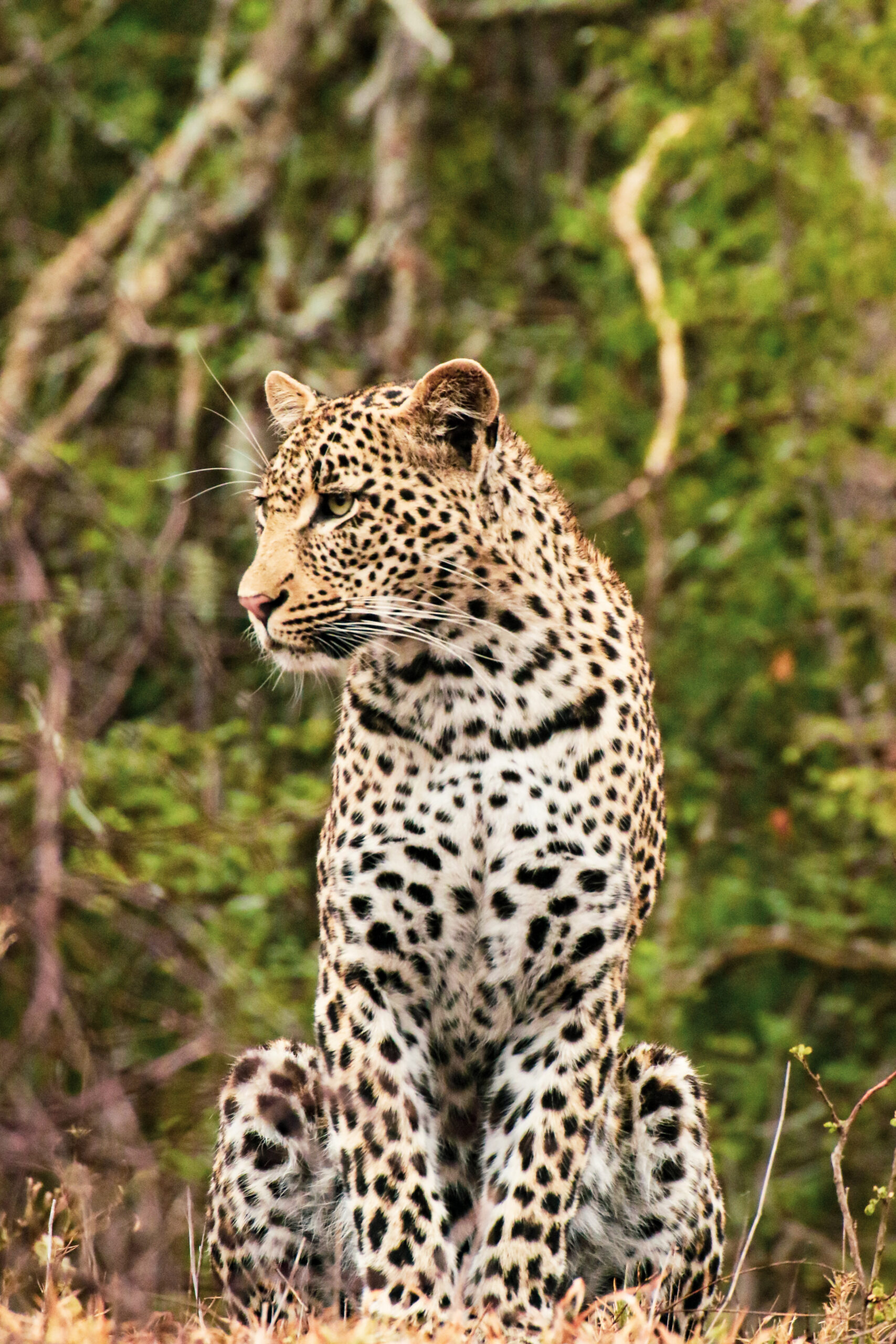 Spot a leopard on a game drive