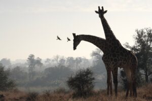 Giraffes