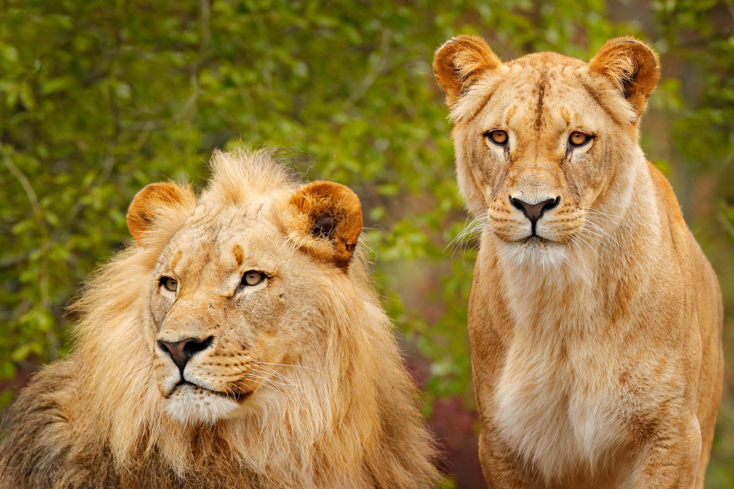 Pair of African lions