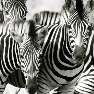 zebras