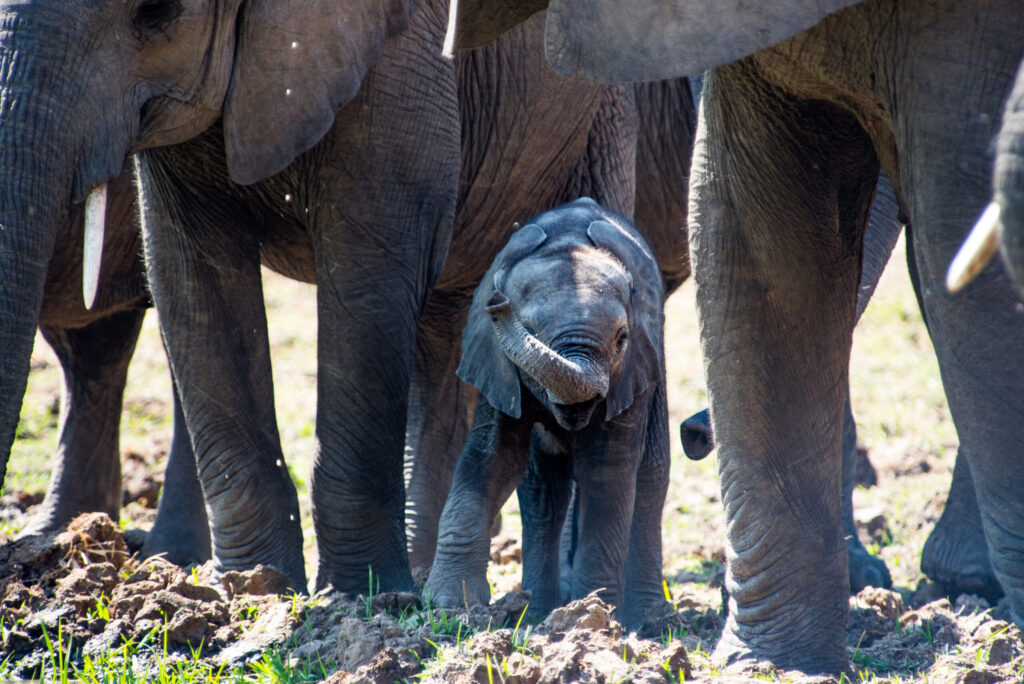 Baby Elephant