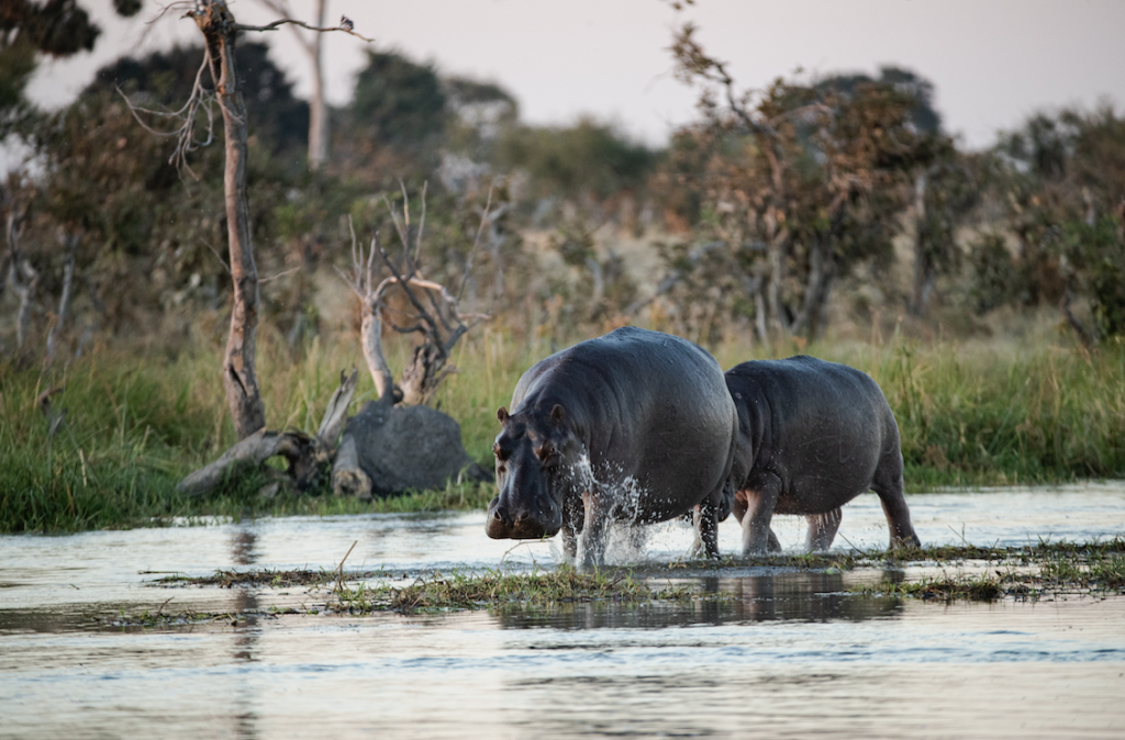 Hippo Pool