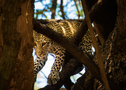 Leopard peering through the tree, exclusive adventures